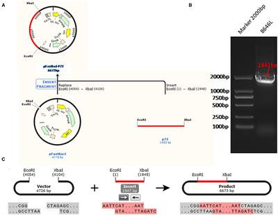 Novel Application of Nanofluidic Chip Digital PCR for Detection of African Swine Fever Virus